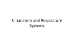 Circulatory and Respiratory Systems Notes