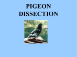 PIGEON DISSECTION - Purdue University