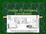Chapter 29- Comparing Invertebrates