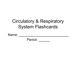 Circulatory & Respiratory System Flashcards