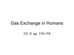 Gas Exchange in Humans