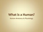 What is a Human?