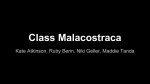 Class Malacostraca