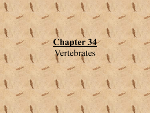 PowerPoint Presentation - Chapter 34 Vertebrates