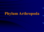 Phylum Arthropoda - University of Evansville
