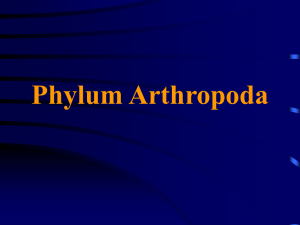 Phylum Arthropoda - University of Evansville