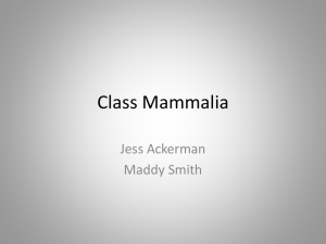 Class Mammalia - East Penn School District – Building