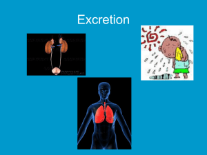 Excretion