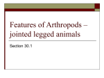 Features of Arthropods – jointed legged animals