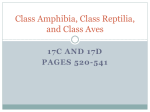 Class Amphibia and Class Reptilia