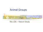 Bio 126 Animal Groups - Diablo Valley College