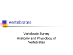 Chapter 20: Vertebrates