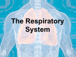 The Respiratory System - Education Service Center, Region 2