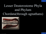 Lesser Deuterostome Phyla and Invertebrate members of