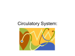 Circulatory System: