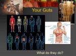 Your Guts