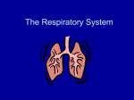The Respiratory System - science