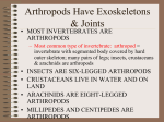 ARTHROPODS HAVE EXOSKELETONS & JOINTS