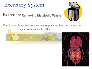 Excretion - Mr. Baravarian's Wide World of Science