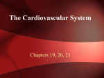 Circulatory System - Central High School