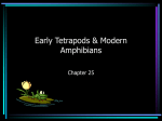 Early Tetrapods & Modern Amphibians