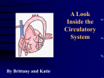 PowerPoint Presentation - The Amazing Circulatory System