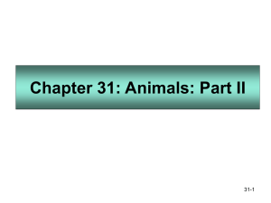 Chapter 31: Animals: Part II
