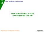 How some animals take oxygen from the air