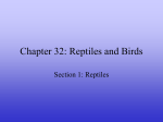 Chapter 32: Reptiles and Birds