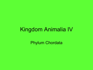 Kingdom Animalia IV - Valhalla High School