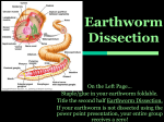 Earthworm Dissection