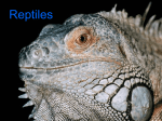 Reptiles