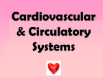 Cardiovascular Notes