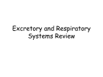 Respiratory System Review