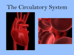 The Circulatory System