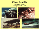 Class Reptilia