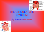 the circulatory system