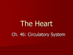 Circulatory System