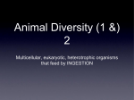 Animal-diversity-2