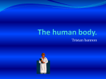 The human body.
