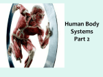Human Body Systems Part 2