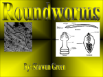 Roundworms- Powerpoint