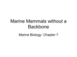 Marine Mammals without a Backbone