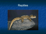 Reptiles