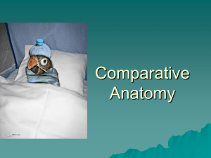 Comparative Anatomy