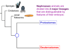 Lecture 08, molluscs 1, simplified - Cal State LA