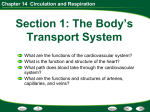 Chapter 14 Circulation and Respiration The Cardiovascular System