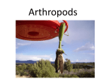 Arthropods