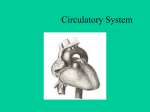 Circulatory System