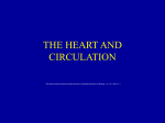 Heart and Circulatio..